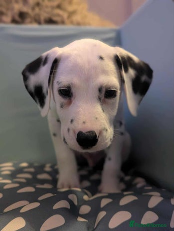 Dalmatian dogs KC Registered Dalmatian Puppies - Advert 6