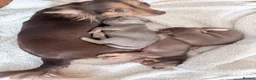 Chihuahua dogs for sale: 2 beautiful chihuahua pups  in Oxford - Advert 1