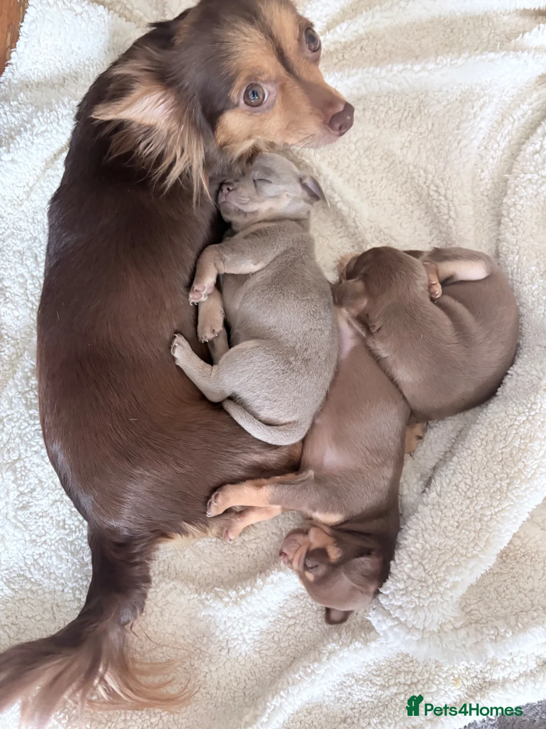 Chihuahua dogs for sale: 2 beautiful chihuahua pups  in Oxford - Advert 1