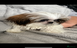 Shih Tzu dogs for sale: Shih Tzu One BOY left   - Image 5