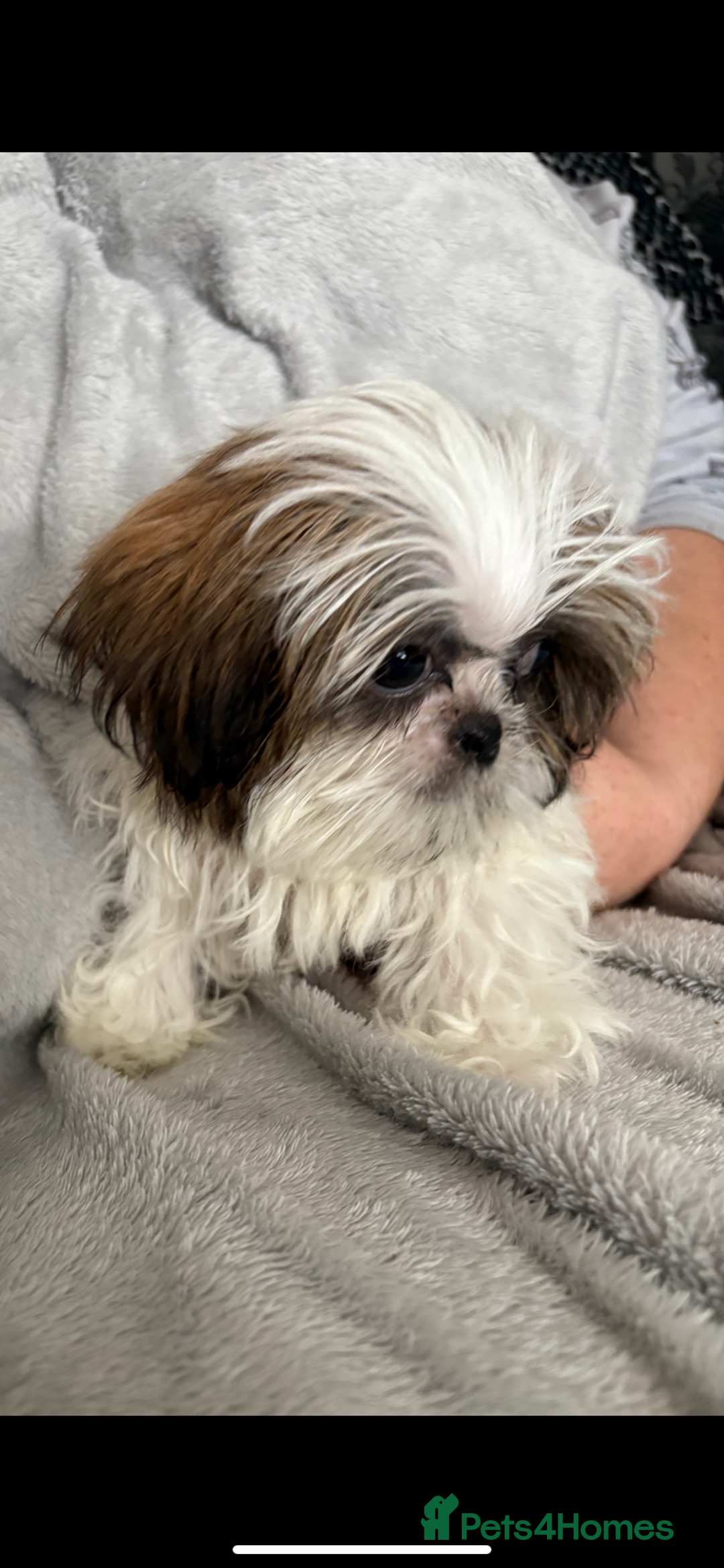 Shih Tzu dogs for sale: Shih Tzu One BOY left   - Image 5
