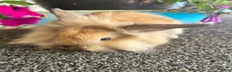 Lionhead rabbits for sale: 🦋Pure breed Teddy lionheads 🦋 - Advert 25