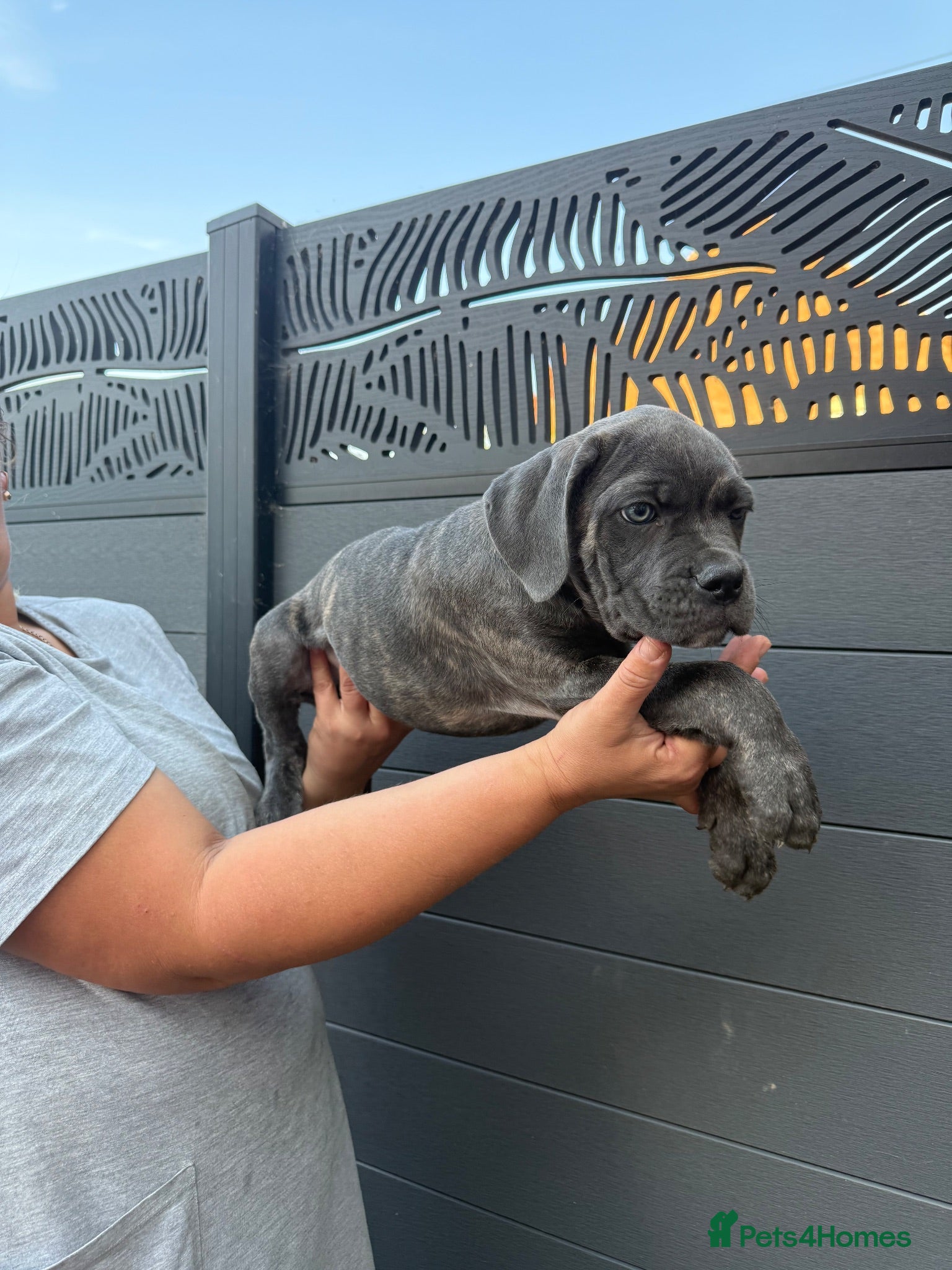 Cane Corso dogs Last 3 left looking for their forever 🏡!🥰 - Advert 1