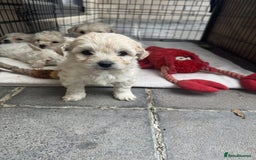 Bichon Frise dogs for sale: last 3 bichon frise remaining - Image 3