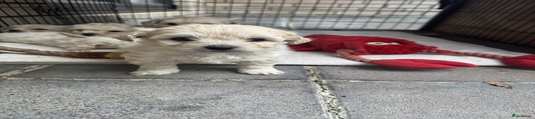 Bichon Frise Puppy 3