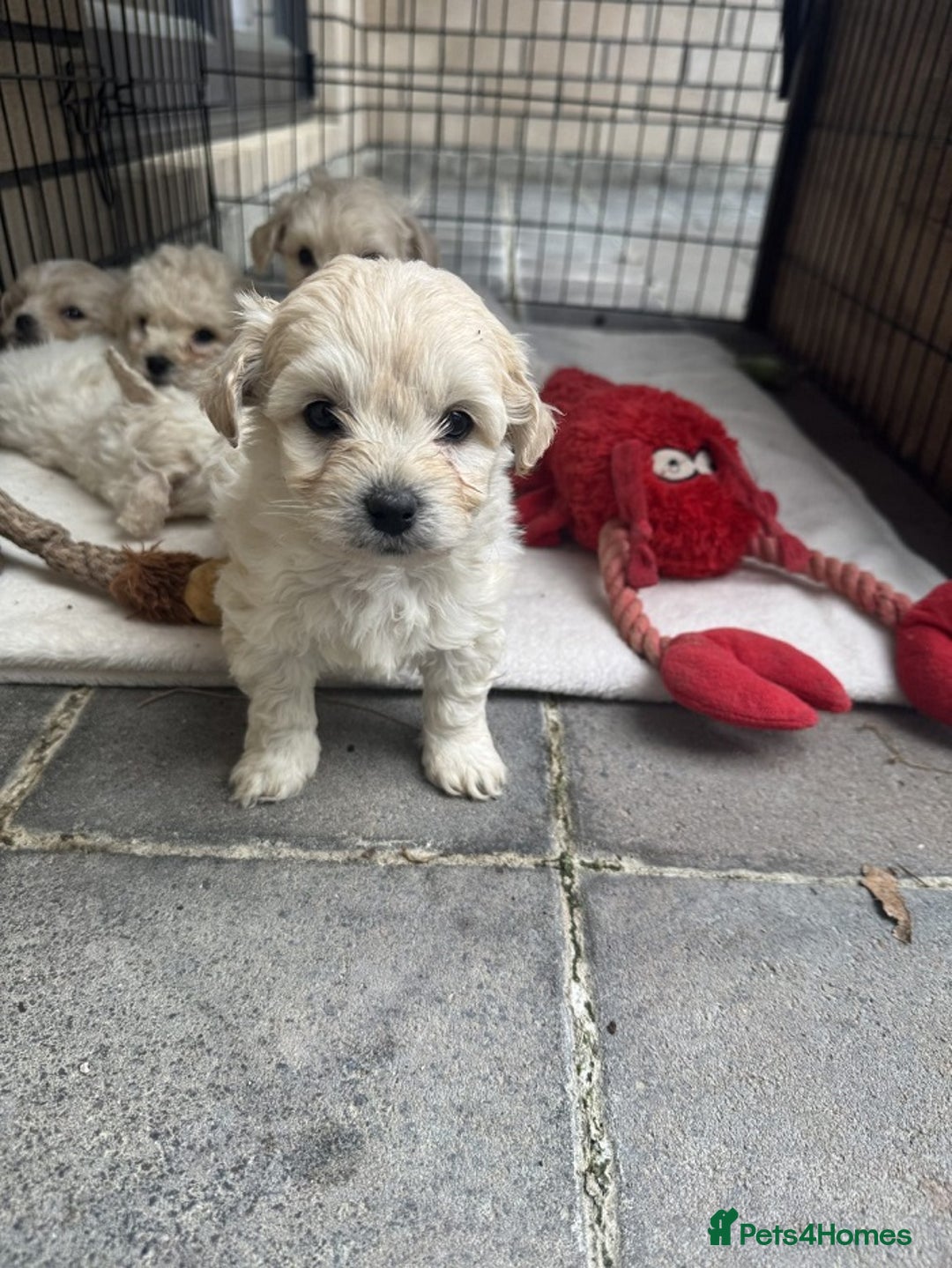 Bichon Frise dogs for sale: last 3 bichon frise remaining - Image 3