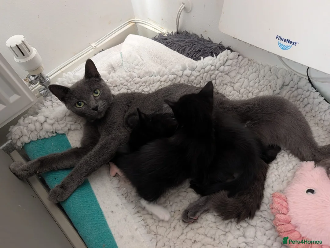 Mixed Breed cats for sale: Russian blue cross - Advert 5
