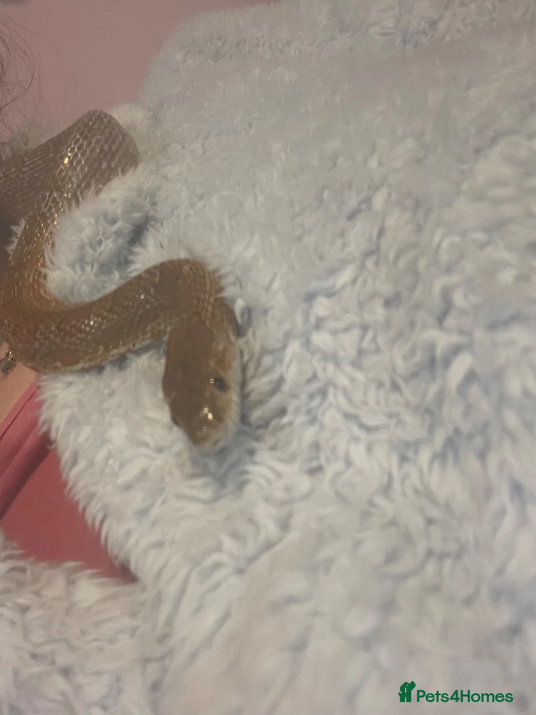 Corn Snake reptiles for sale: Corn snake  - Advert 2