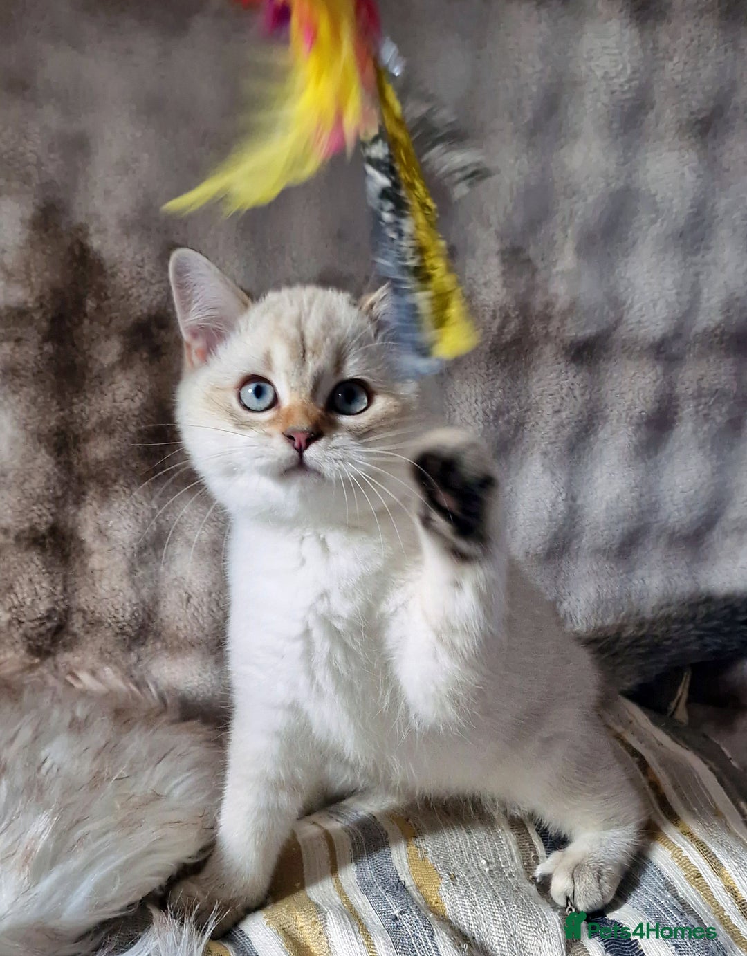 British Shorthair cats for sale: GOLDEN & COLOURPOINT BSH KITTENS, READY TO GO! - Image 26