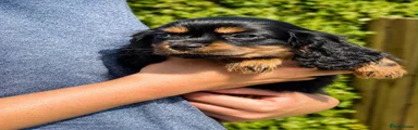 Cavalier King Charles Spaniel 5