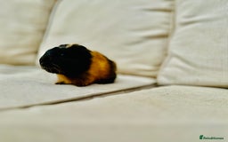 Guinea Pig rodents for sale: 2 sows and 1 boar £15 EACH - Image 2