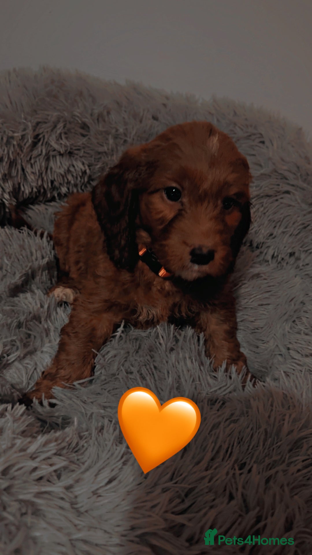 Cockapoo dogs for sale: **REDUCED** READY TO GO GIRL MINIATURE COCKAPOOS  - Image 9