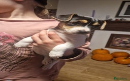Mixed Breed dogs for sale: Jack Russell x Chihuahua puppies - Image 4