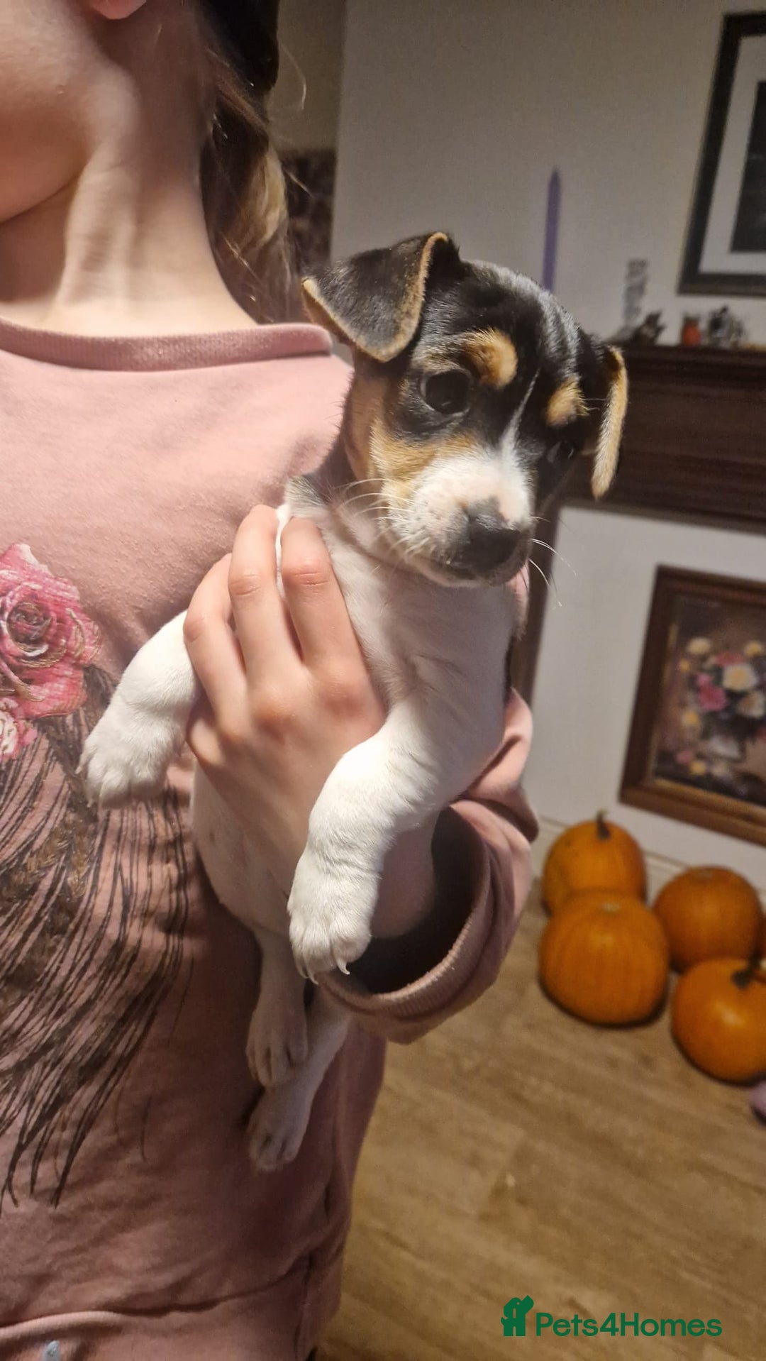 Mixed Breed dogs for sale: Jack Russell x Chihuahua puppies - Image 4