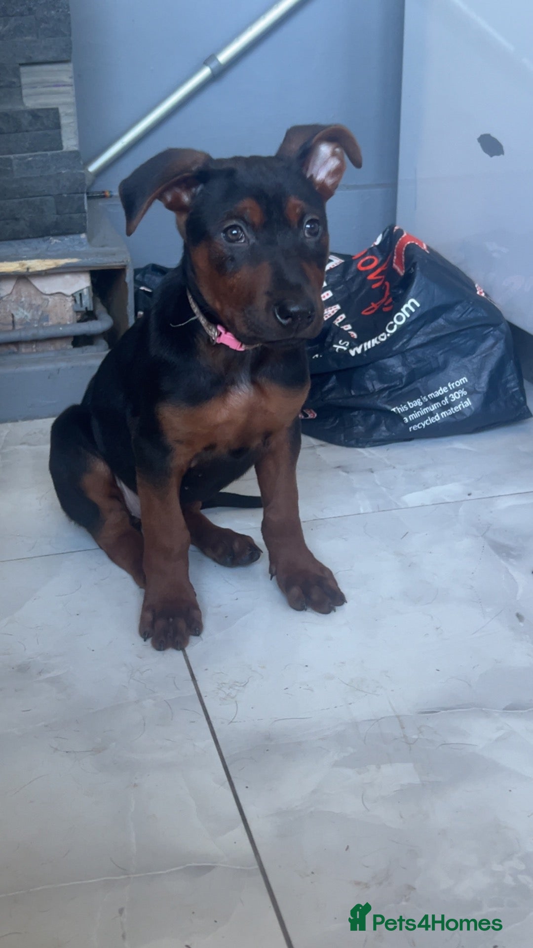 Chinese Red Dog dogs 3 girls not 1!! 8 weeks old ready to leave now - Advert 2