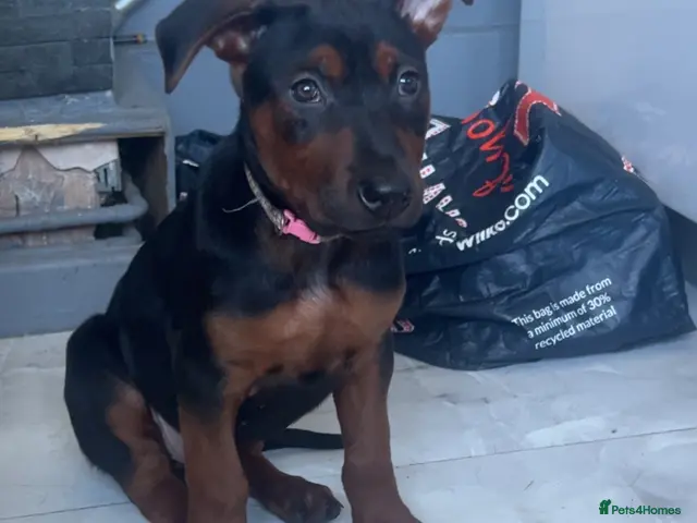 Chinese Red Dog dogs 3 girls not 1!! 8 weeks old ready to leave now - Advert 2
