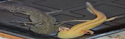 Axolotl reptiles for sale: Beautiful hypo baby Axolotls available last few  - Advert 10