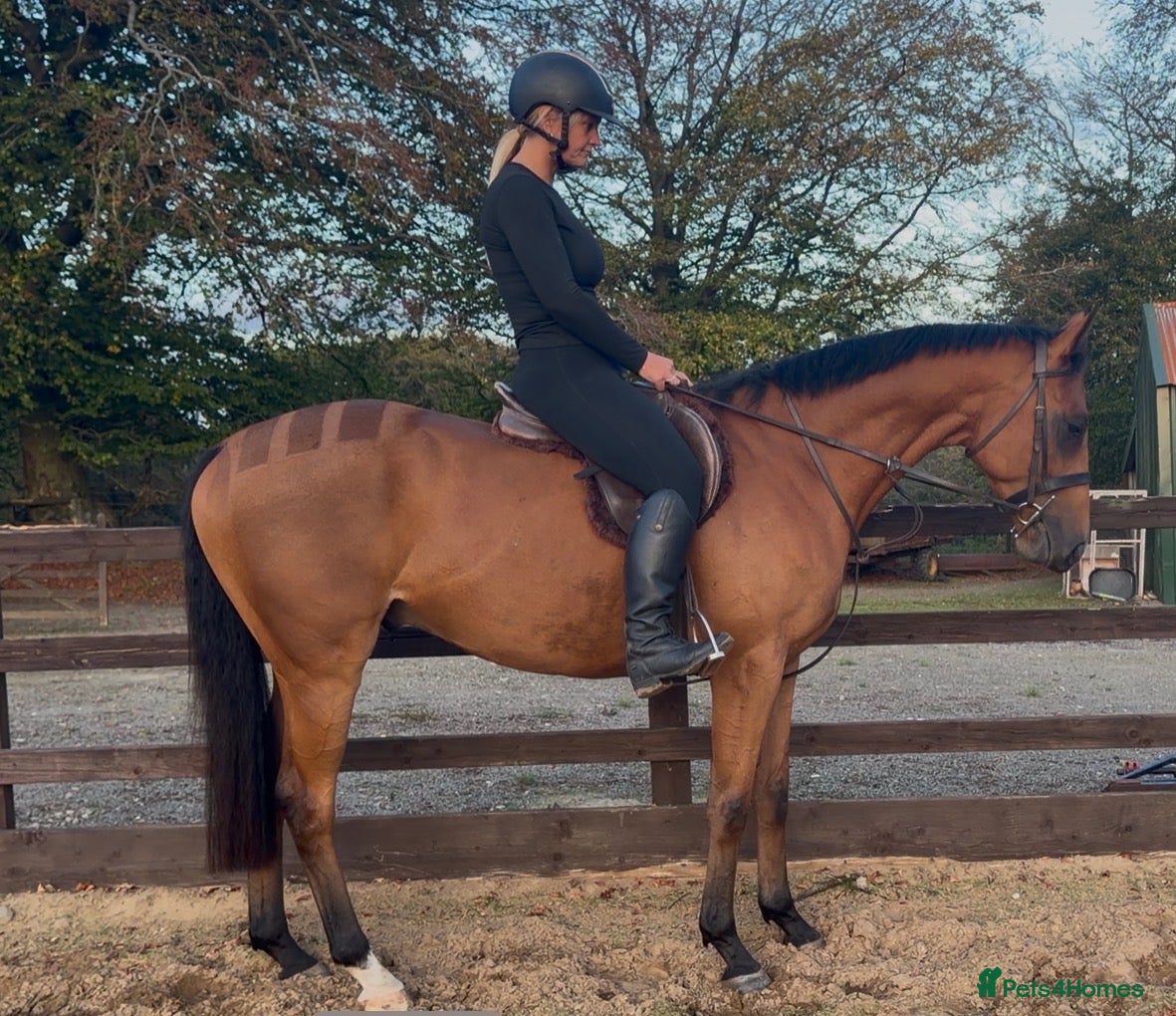 Irish Thoroughbred horses Elmast - Advert 1