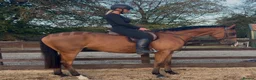 Irish Thoroughbred horses for sale: Elmast in Blackwood - Advert 1