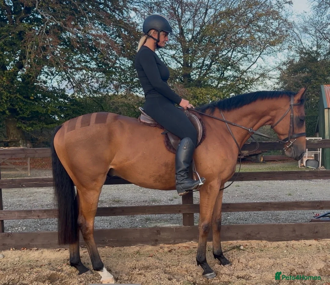 Irish Thoroughbred horses for sale: Elmast in Blackwood - Advert 1
