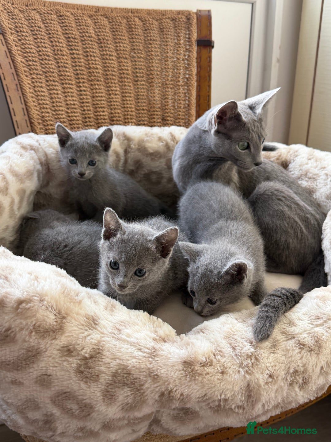 Russian Blue cats for sale: American lines Russian Blue Kittens. - Image 2