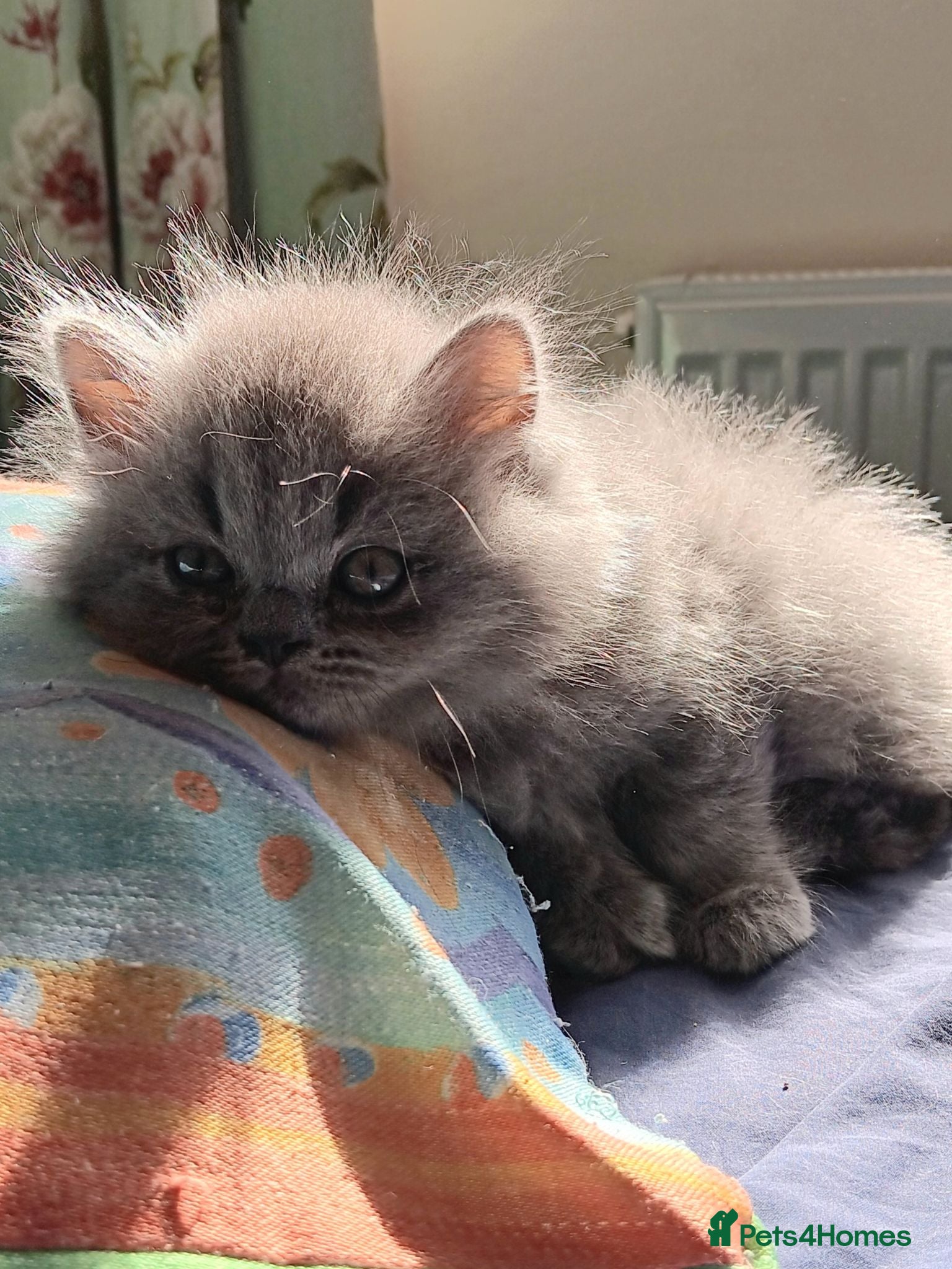 British Shorthair cats Blue Kittens – TICA Reg, PKD Tested - Advert 3