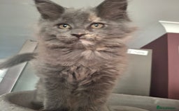 Maine Coon cats for sale: Gorgeous kittens  - Image 17