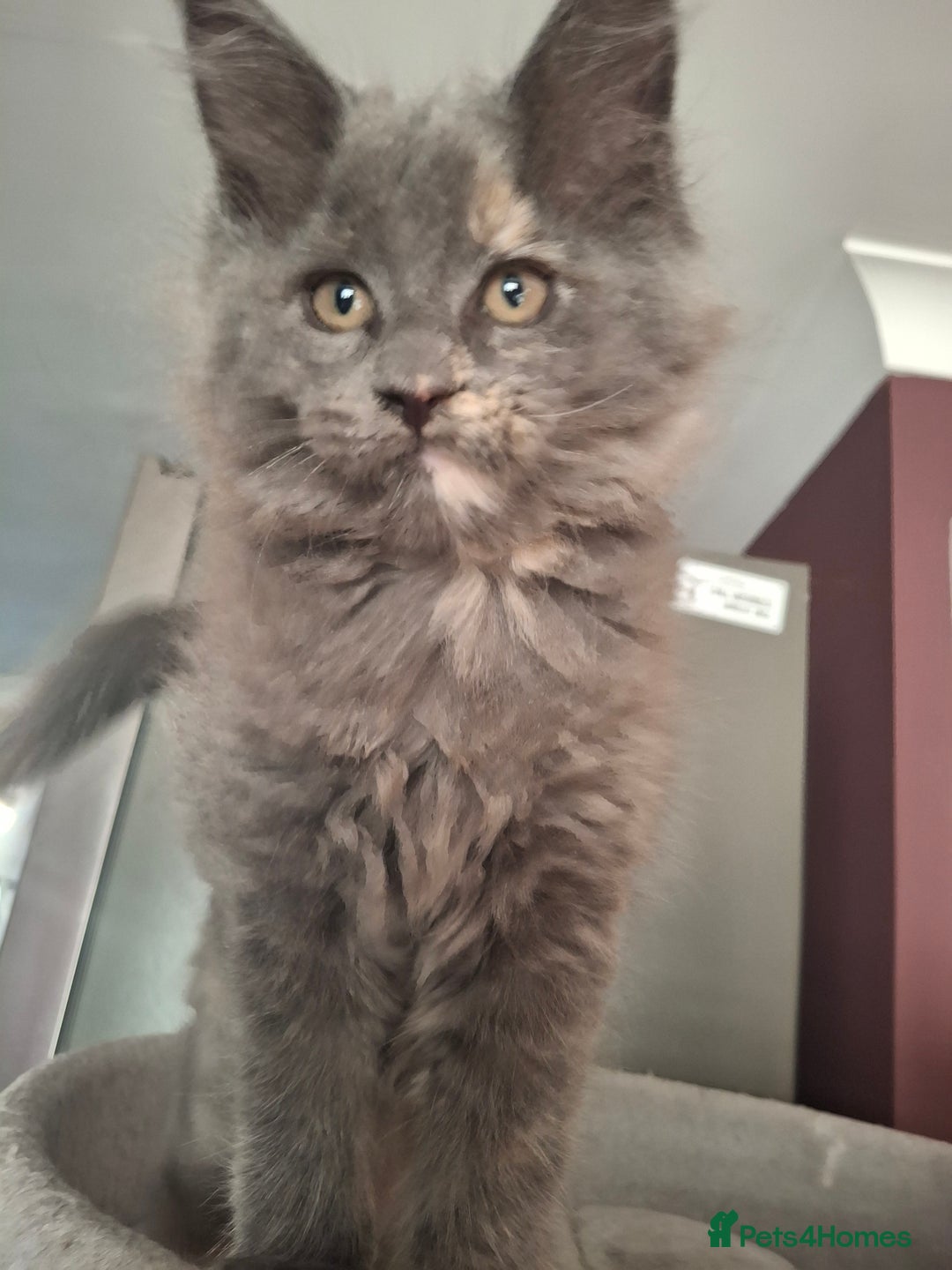 Maine Coon cats for sale: Gorgeous kittens  - Image 17
