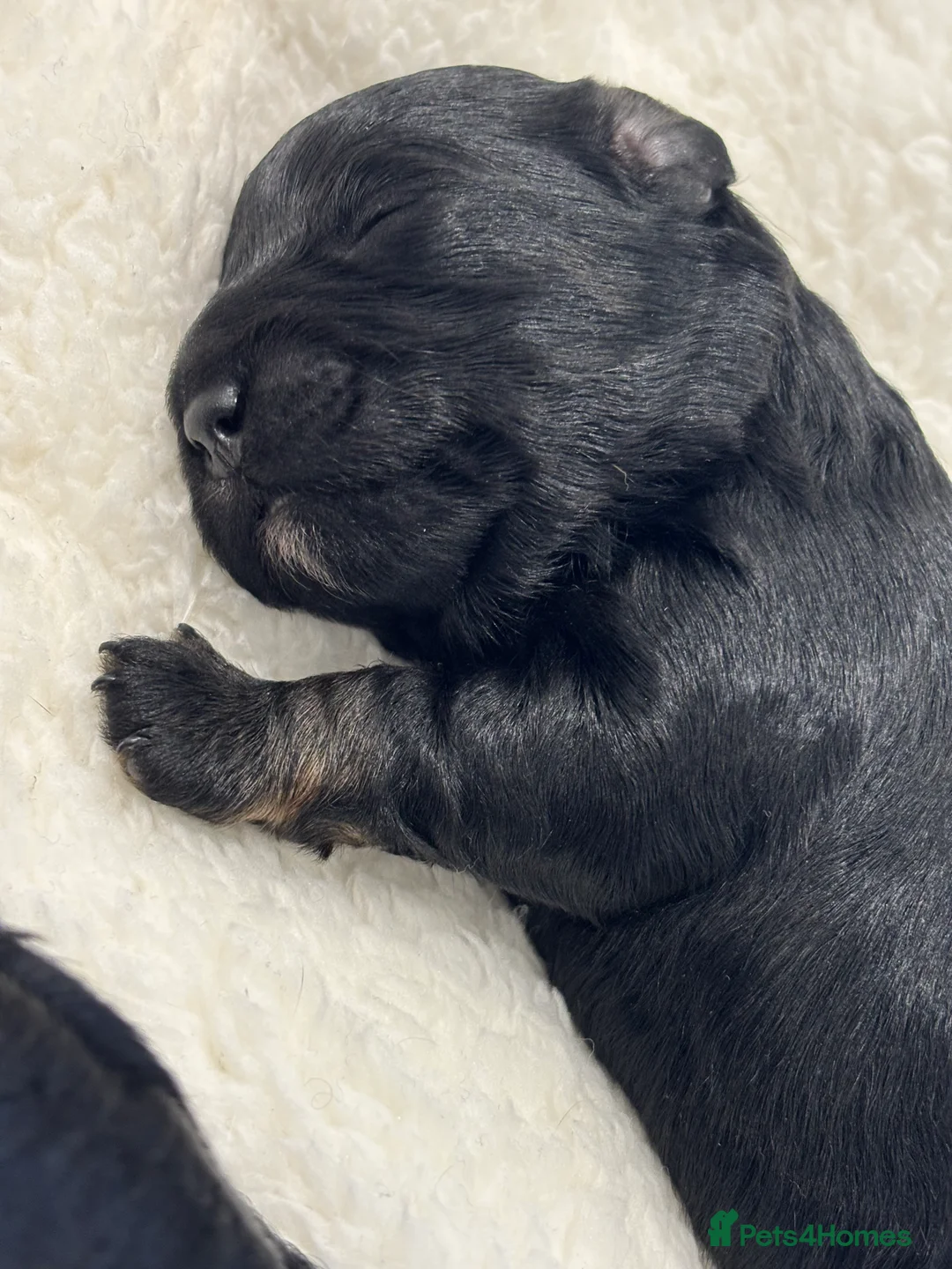 Maltipoo dogs for sale: 💎 Adorable Maltipoo Puppies ❤️ - Advert 27