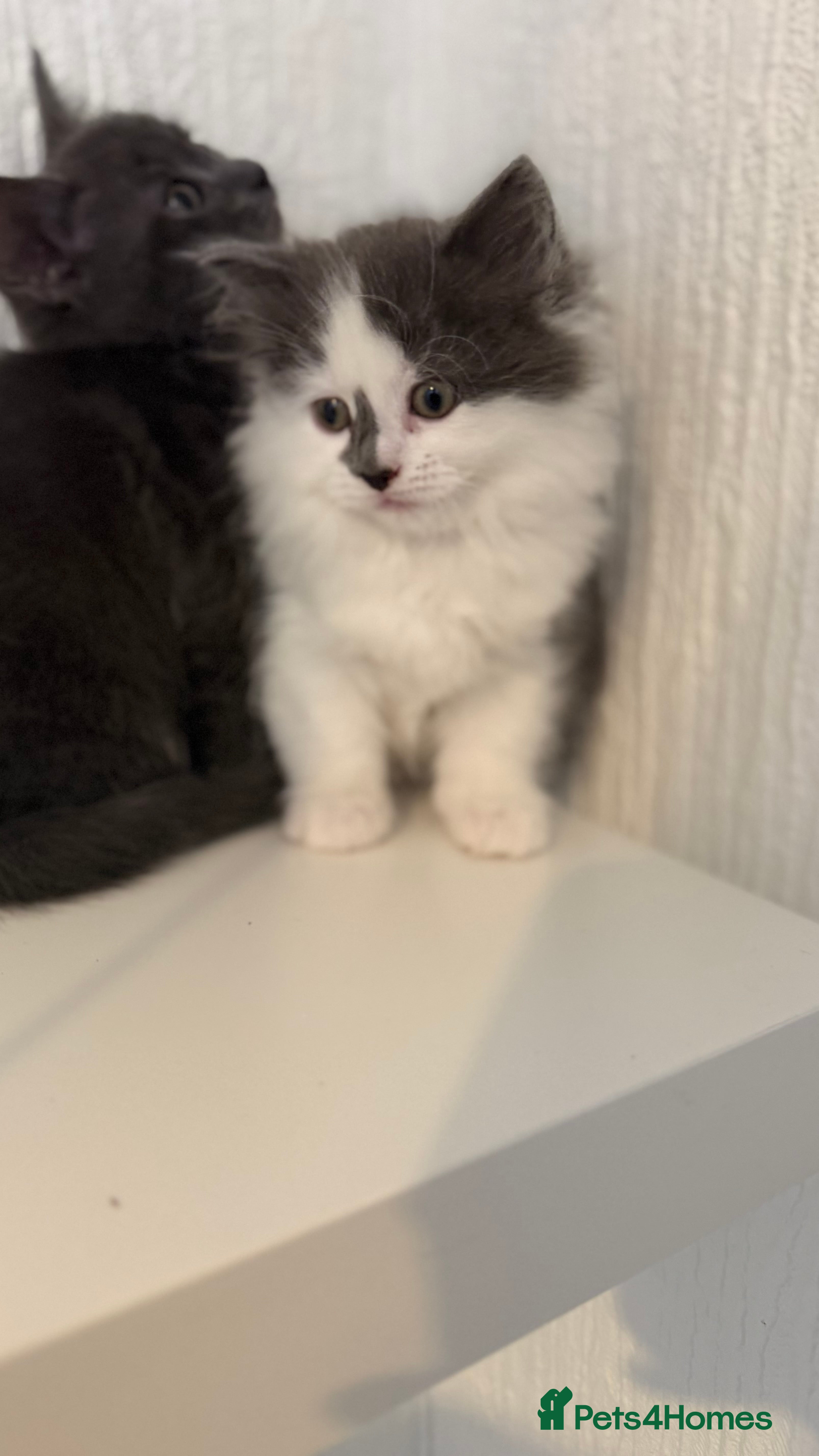 Mixed Breed cats Briths shorthair x ragdoll  - Advert 1