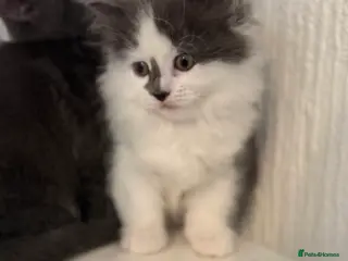 Mixed Breed cats Briths shorthair x ragdoll - Advert 7