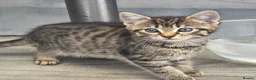 Mixed Breed cats for sale: 4 beautiful kittens  - Advert 11