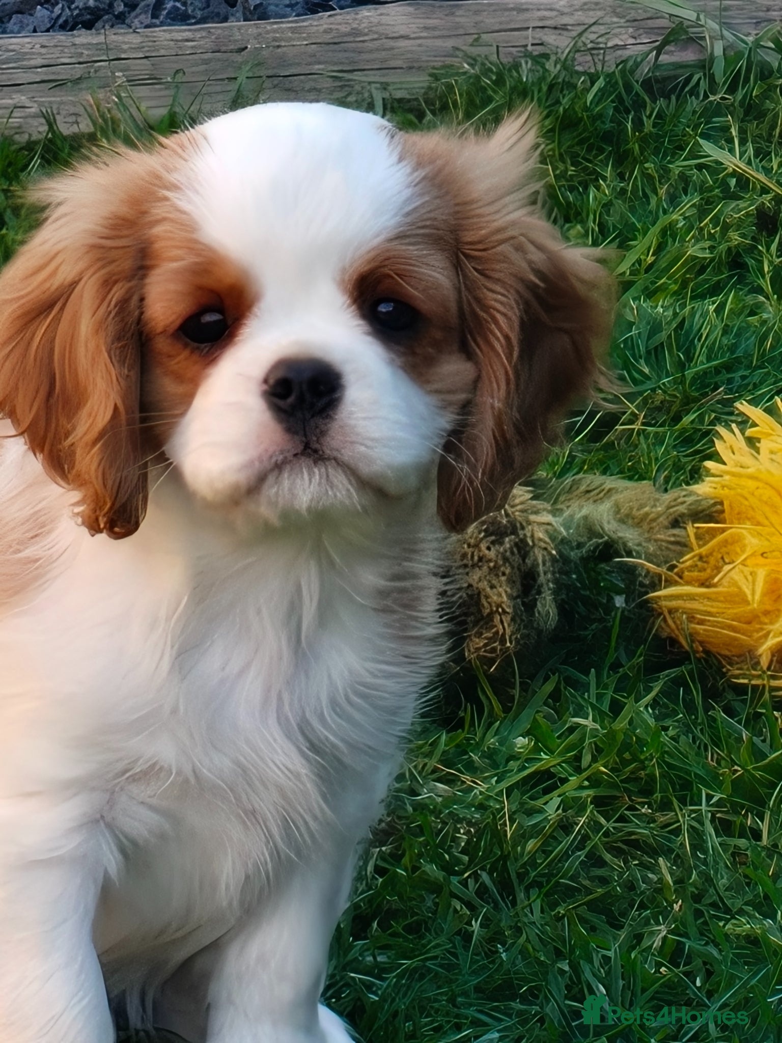 Cavalier King Charles Spaniel dogs Gorgeous KC Cavaliers from Health Tested Parents  - Advert 2
