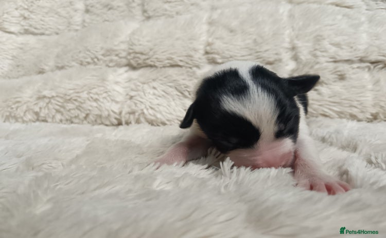Border Collie dogs - Advert 5