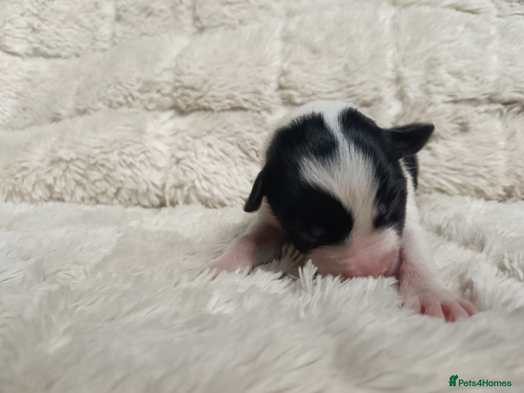 Border Collie dogs for sale: Border collie puppies B/W  - Advert 8
