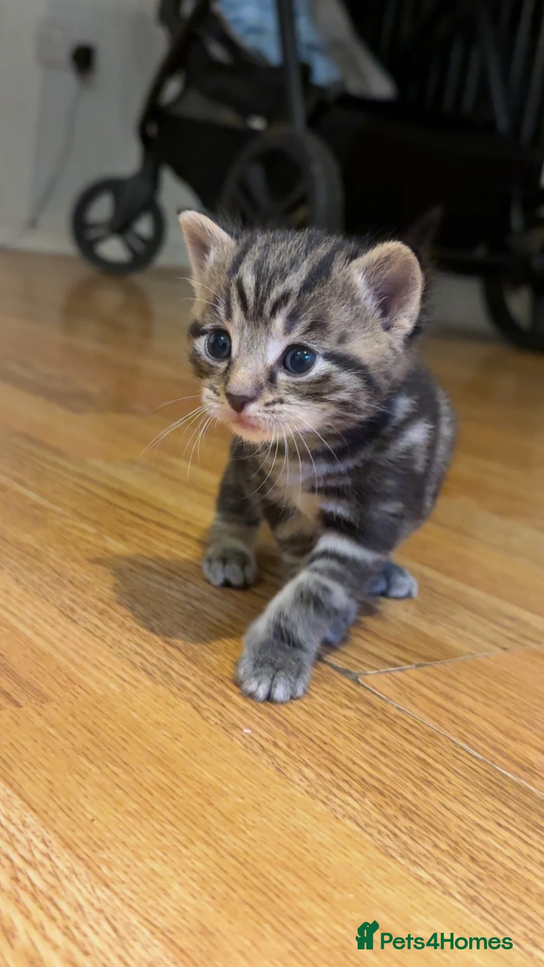 British Longhair cats for sale: Boy and girl kitten  - Advert 2