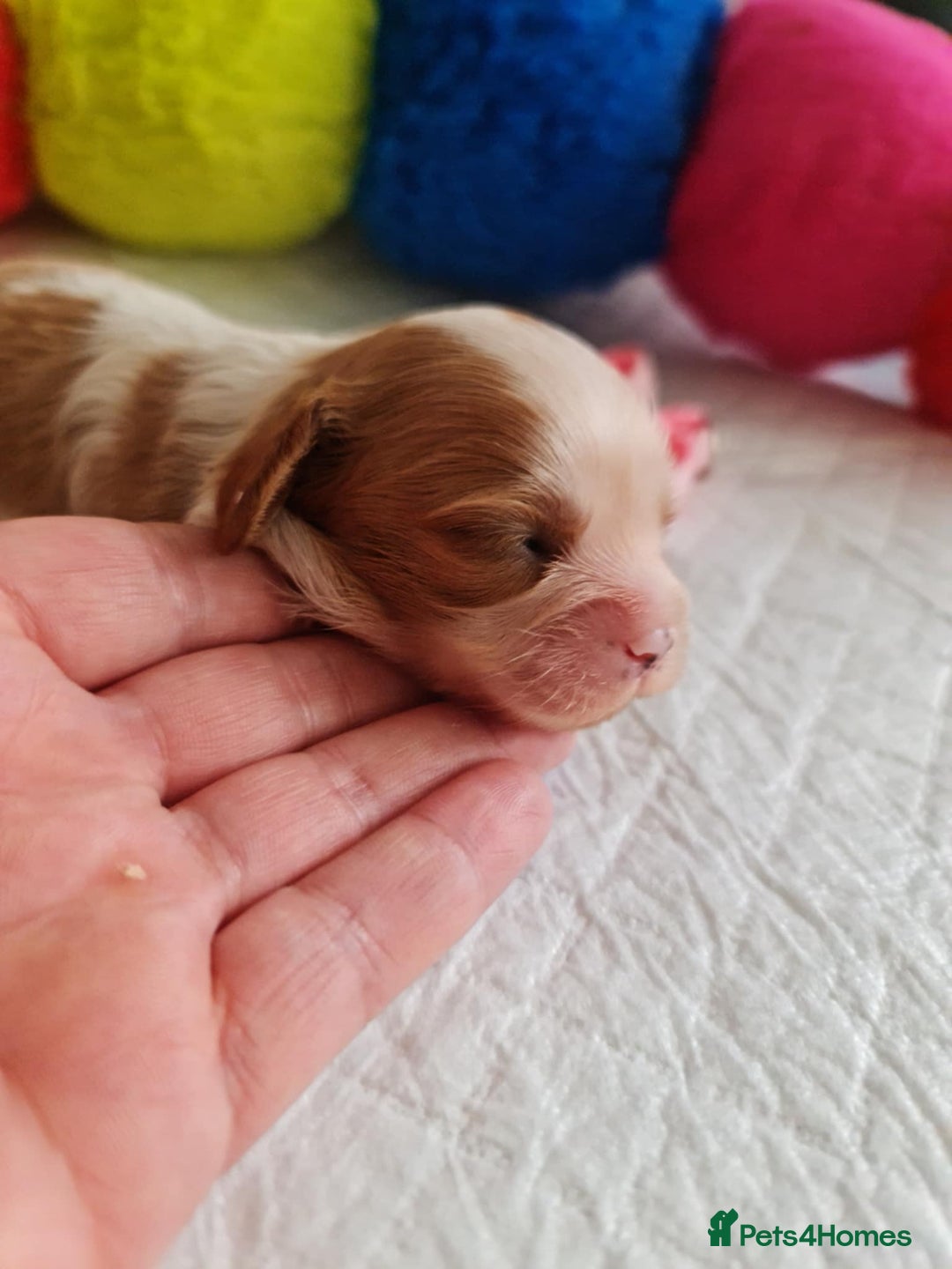 Cavapoo dogs for sale: 🥇Finest Quality Beautiful Toy Cavapoos🥇 - Image 11