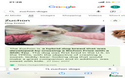 Zuchon dogs for sale: Zuchons pups ( Teddy bear pups) - Image 13