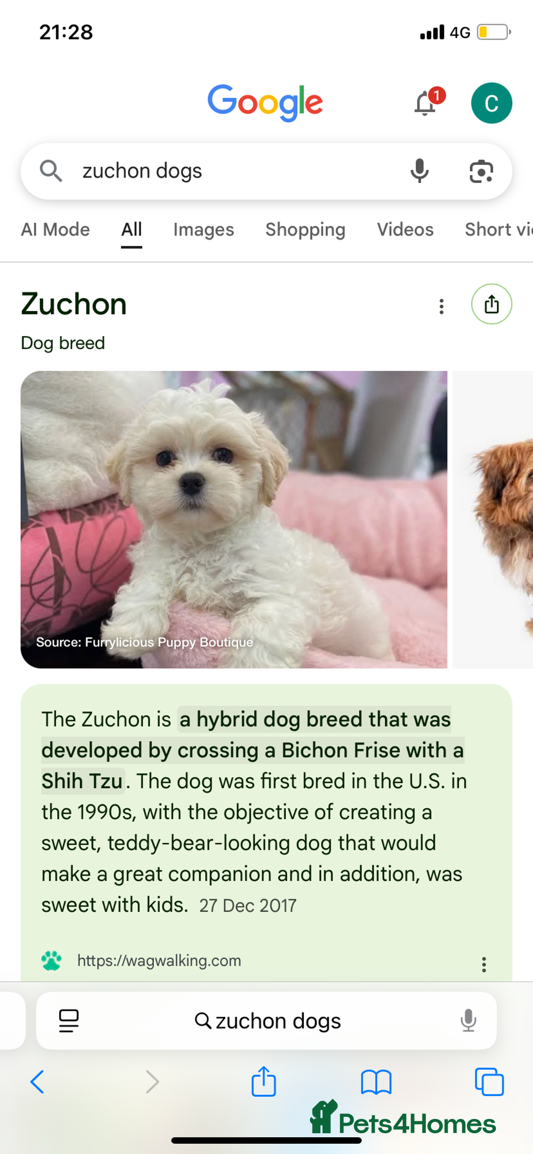 Zuchon dogs for sale: Zuchons pups ( Teddy bear pups) - Image 13