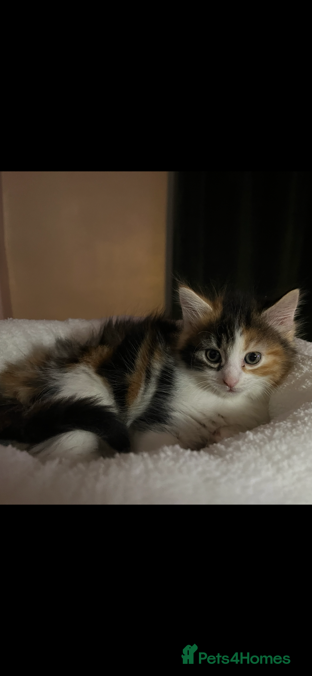 Norwegian Forest Cat cats for sale: Mixed bread/ Norwegian forest cat - Advert 1