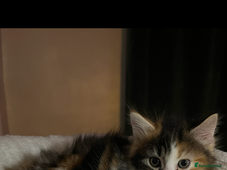 Norwegian Forest Cat cats Mixed bread/ Norwegian forest cat - Advert 5