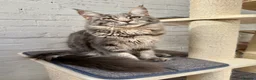 Maine Coon cats for sale: TICA Registered Pedigree Blue Silver Maine Coon - Advert 18