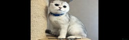 Scottish Fold cats for sale: Scottish Fold Kittens with TICA Registration - Advert 3