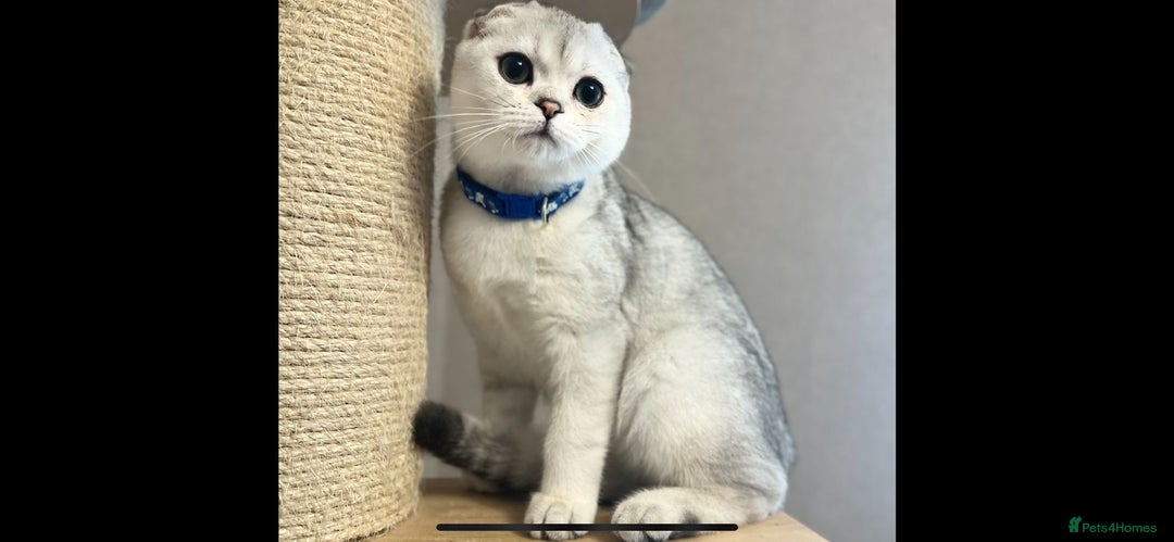 Scottish Fold cats for sale: Scottish Fold Kittens with TICA Registration - Advert 3