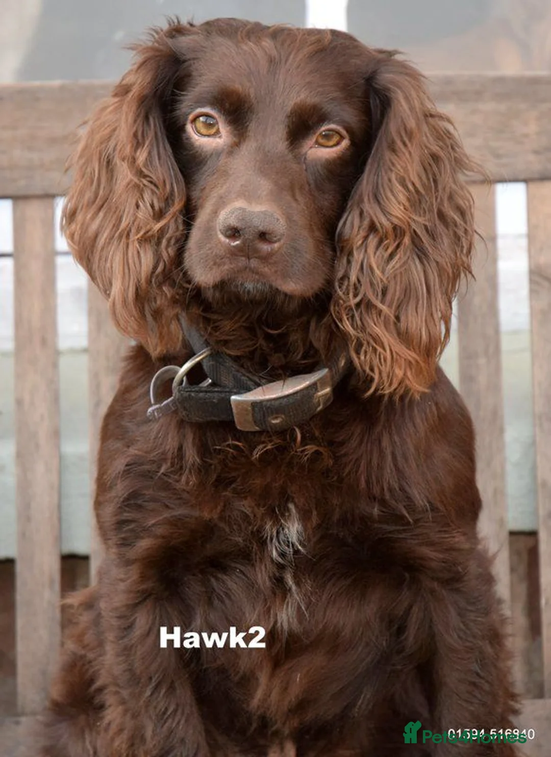 Cocker Spaniel dogs for sale: KC Registered Cocker Spaniels Due August  - Advert 5
