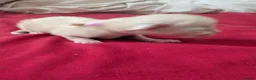 Ragdoll cats for sale: 5 beautiful ragdoll kittens  in Liverpool - Advert 5