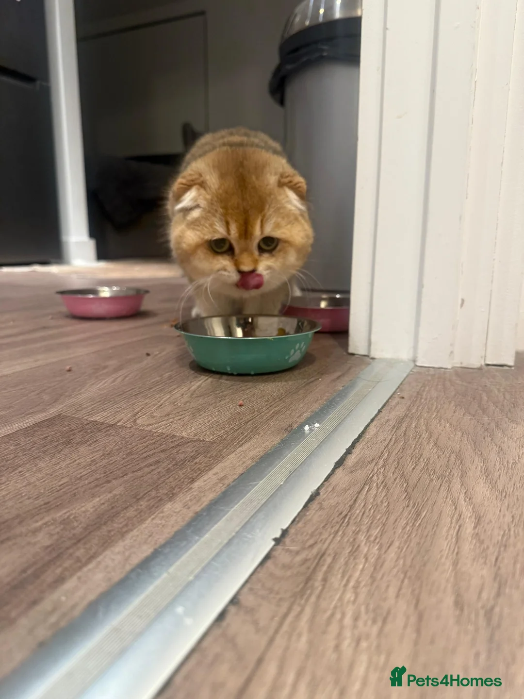 Scottish Fold cats for sale: Beautiful Scottish Fold Male - Advert 2