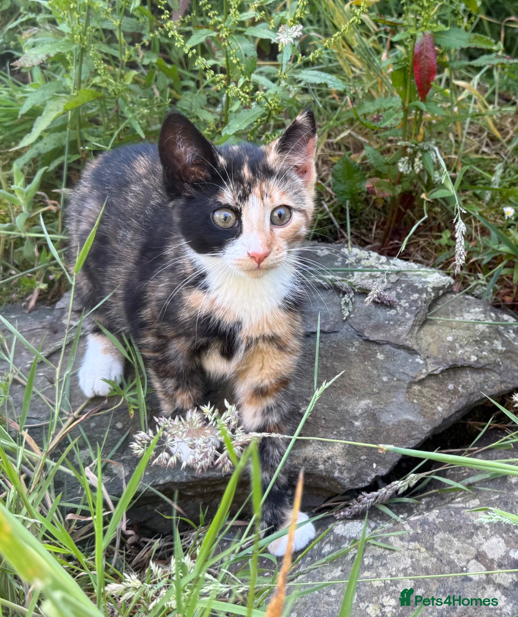 Mixed Breed cats Kittens for sale  - Advert 13