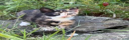 Mixed Breed cats for sale: Kittens for sale  - Advert 4