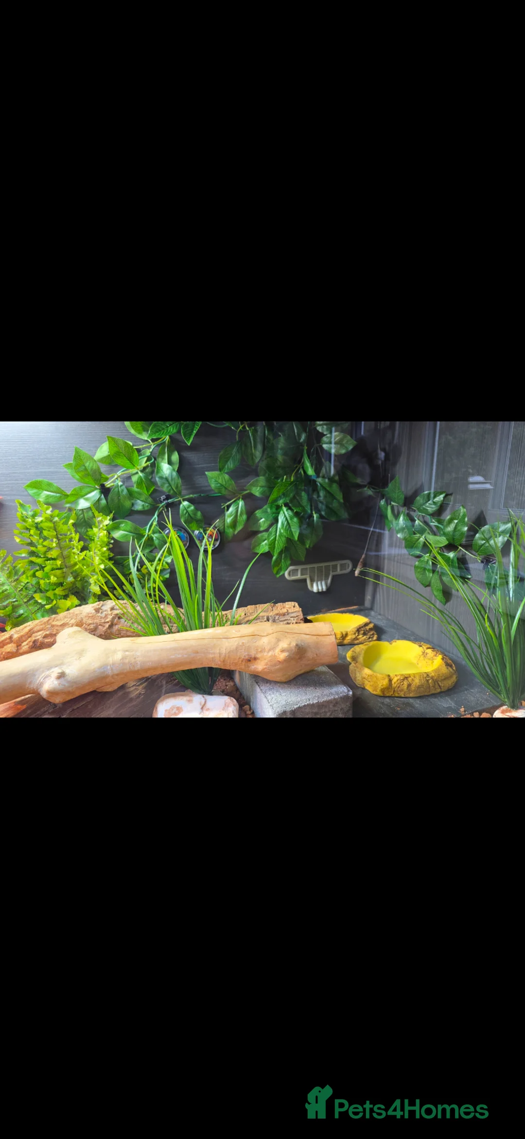 Bearded Dragon reptiles for sale: Red Monster 10 months old and full set up in Marlborough - Advert 7